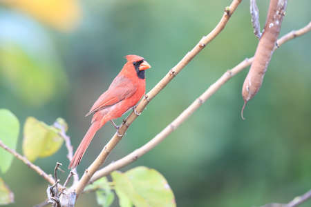 Red Cardinal Hawaii Big Island USAの写真素材