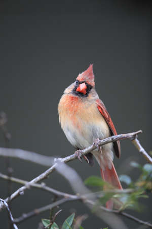 Red Cardinal Hawaii Big Island USAの写真素材