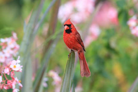 Red Cardinal Hawaii Big Island USAの写真素材