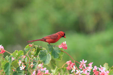 Red Cardinal Hawaii Big Island USAの写真素材
