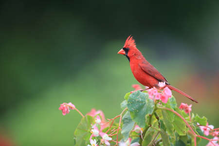Red Cardinal Hawaii Big Island USAの写真素材