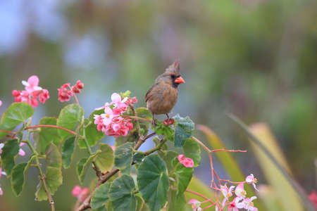 Red Cardinal Hawaii Big Island USAの写真素材
