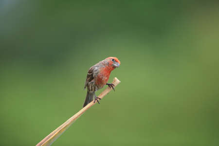 house finch (Haemorhous mexicanus) Hawaii Big Islandの写真素材