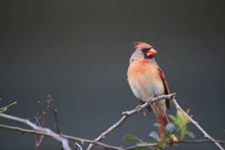 Red Cardinal Hawaii Big Island USAの写真素材