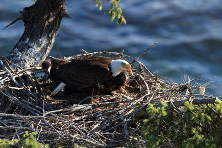 Adult Bald Eagle with two chicks in a nest in a tree on the side of a cliff Vancouver Island Canadaの写真素材