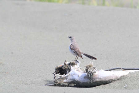 Nordern Mockingbird , vancouver island canada