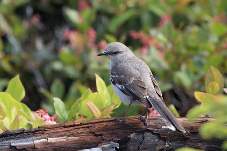 Nordern Mockingbird , vancouver island canadaの写真素材