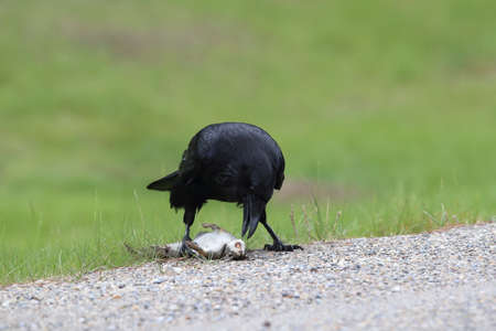 raven with captured columbia ground squirrelの写真素材