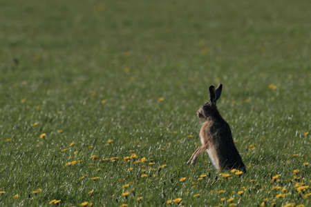 European brown hare (Lepus europaeus)の写真素材
