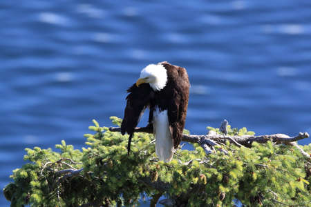 Bald Eagle Vancouver Island Canada