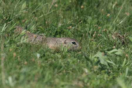European ground squirrel (Spermophilus citellus) Rana- Czech
