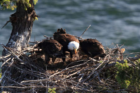 Adult Bald Eagle with two chicks in a nest in a tree on the side of a cliff Vancouver Island Canadaの写真素材