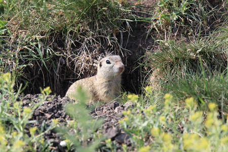 European ground squirrel (Spermophilus citellus) Rana- Czech