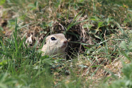 European ground squirrel (Spermophilus citellus) Rana- Czechの写真素材