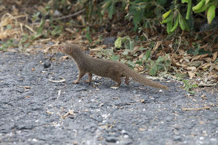 Javan mongoose (Herpestes javanicus) Big Island Hawaiiの写真素材