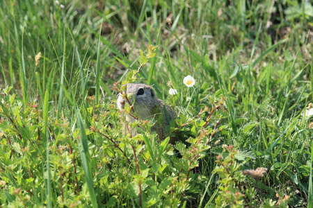 European ground squirrel (Spermophilus citellus) Rana- Czech