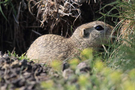 European ground squirrel (Spermophilus citellus) Rana- Czech