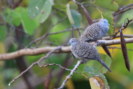 Zebra Dove Perching on the Tree Branch Big Island Hawaiiの写真素材