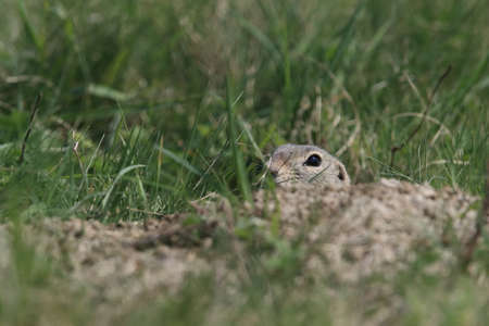 European ground squirrel (Spermophilus citellus) Rana- Czech