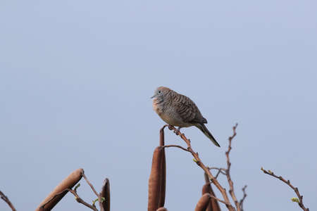 Zebra Dove Perching on the Tree Branch Big Island Hawaiiの写真素材