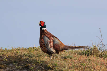 common pheasant (Phasianus colchicus) Hollandの写真素材