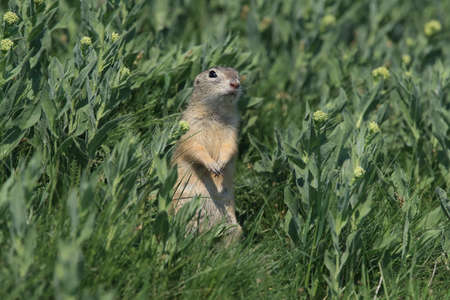 European ground squirrel (Spermophilus citellus) Rana- Czech
