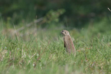 European ground squirrel (Spermophilus citellus) Rana- Czech