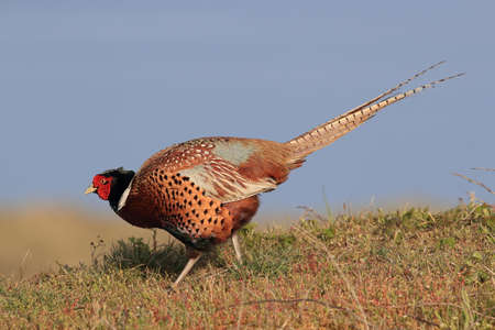 common pheasant (Phasianus colchicus) Holland