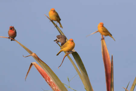 saffron finch (Sicalis flaveola)  Big Island Hawaiiの写真素材