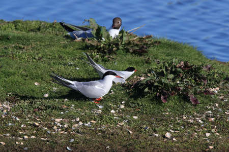 common tern (Sterna hirundo) Texel Hollandの写真素材