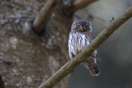 Eurasian pygmy owl-Swabian Jura,Swabian Alps,Baden-WÃ¼rttemberg, Germanyの写真素材
