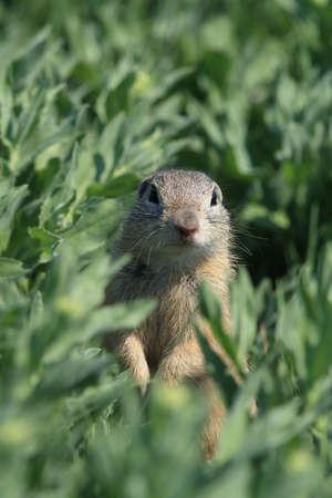 European ground squirrel (Spermophilus citellus) Rana- Czech