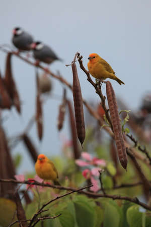 saffron finch (Sicalis flaveola)  Big Island Hawaiiの写真素材