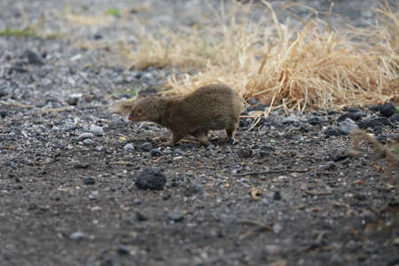 Javan mongoose (Herpestes javanicus) Big Island Hawaiiの写真素材