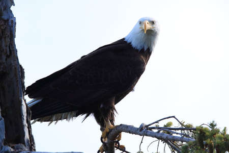 Bald Eagle Vancouver Island Canadaの写真素材