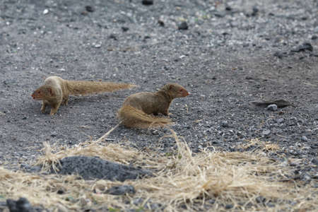 Javan mongoose (Herpestes javanicus) Big Island Hawaiiの写真素材
