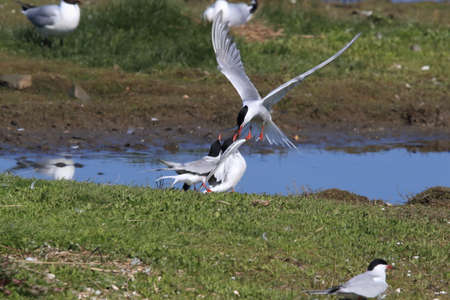 common tern (Sterna hirundo) Texel Holland