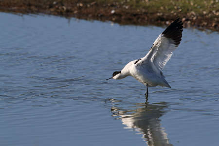 Pied Avocet, Recurvirostra avosetta, Texel Hollandの写真素材