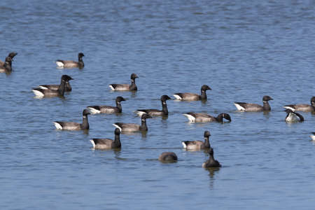 brent goose (Branta bernicla) Texel Hollandの写真素材