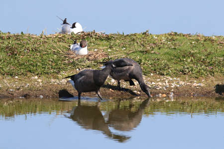 brent goose (Branta bernicla) Texel Hollandの写真素材