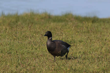 brent goose (Branta bernicla) Texel Hollandの写真素材