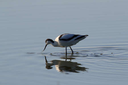 Pied Avocet, Recurvirostra avosetta, Texel Hollandの写真素材