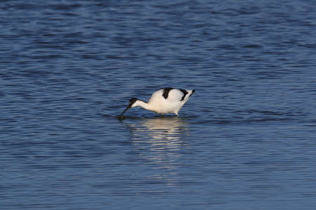 Pied Avocet, Recurvirostra avosetta, Texel Hollandの写真素材