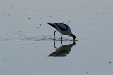 Pied Avocet, Recurvirostra avosetta, Texel Hollandの写真素材