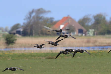 brent goose (Branta bernicla) Texel Hollandの写真素材