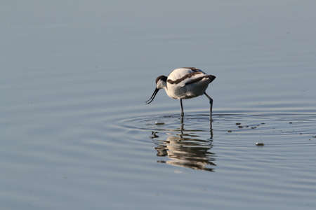 Pied Avocet, Recurvirostra avosetta, Texel Hollandの写真素材
