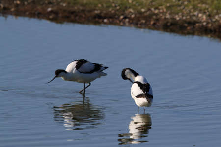 Pied Avocet, Recurvirostra avosetta, Texel Hollandの写真素材