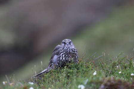 young Gyrfalcon Gerfalcon Icelandの写真素材