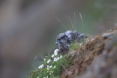 young Gyrfalcon Gerfalcon Icelandの写真素材