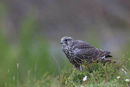 young Gyrfalcon Gerfalcon Icelandの写真素材
